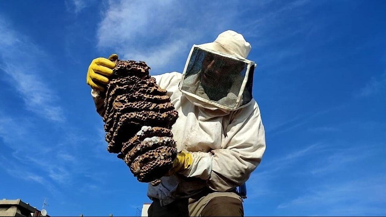 Operatore con tuta e maschera protettiva mentre rimuove un nido